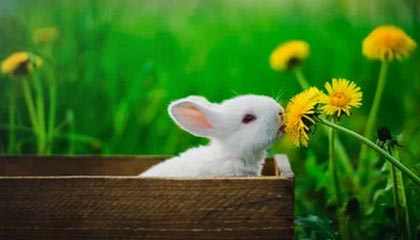 kaiyun官方入口登录-中国足球联赛俱乐部财务管理透明度持续加强，足球俱乐部财务报表